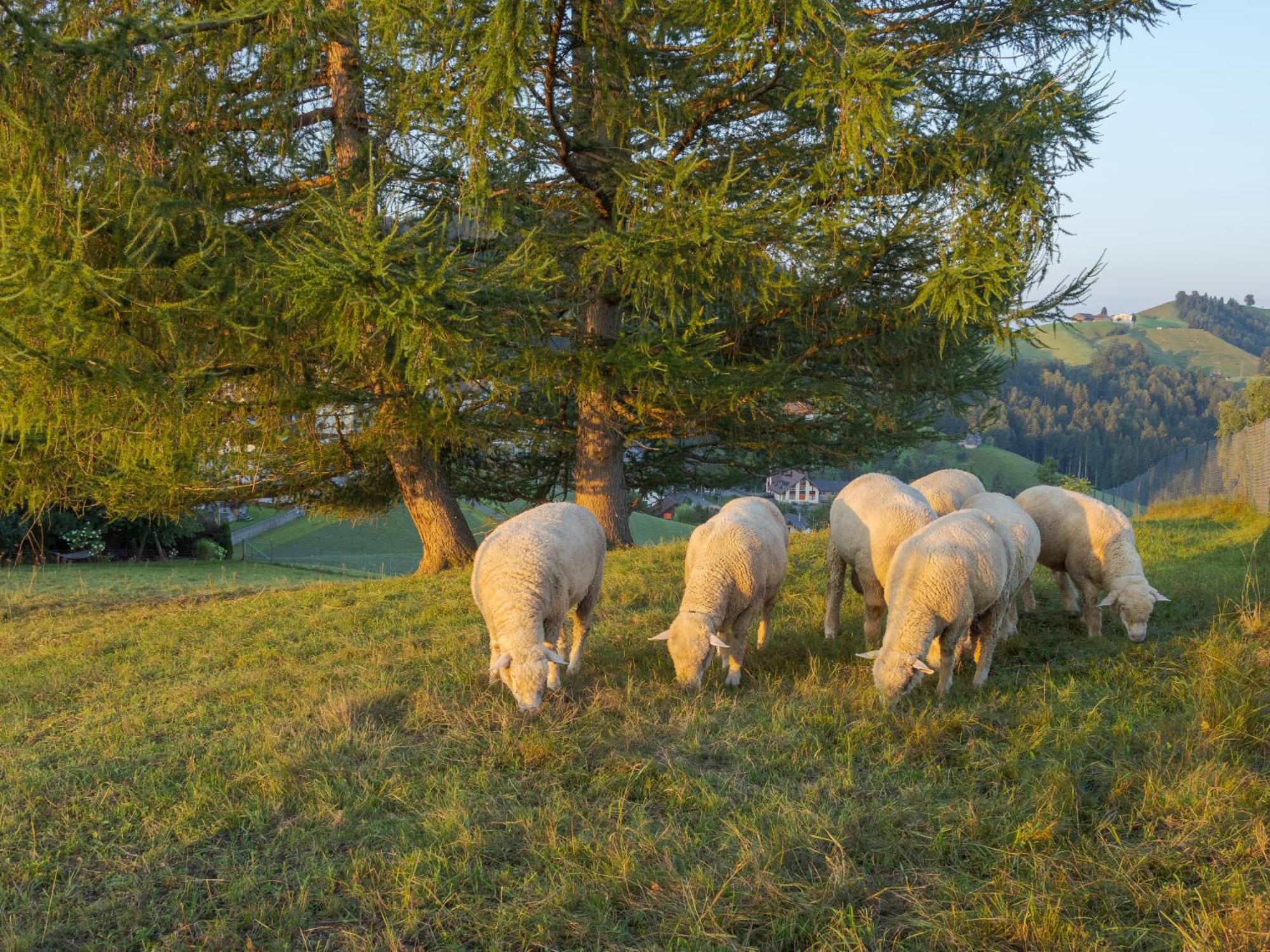 Vegan Health Hotel Sonnenberg Glutenfrei Schwellbrunn Dış mekan fotoğraf